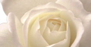 Rosenblüte