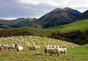Neuseeland