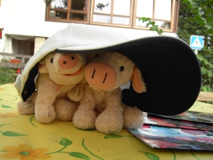 Kappenschweinchen