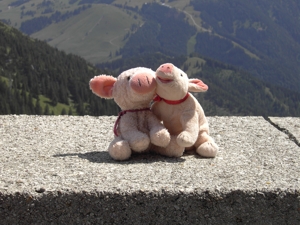 Wanderschweinchen
