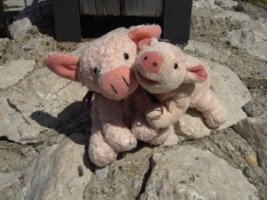 Ringschweinchen