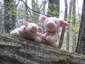 Waldschweinchen